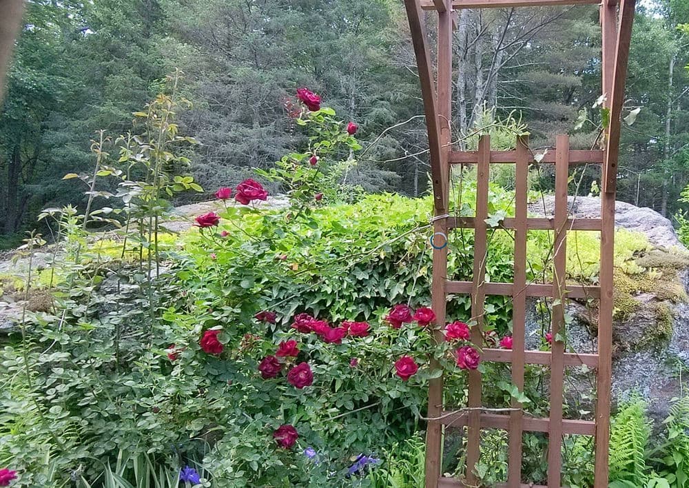 Vibrant red roses climbing a trellis in a lush garden setting surrounded by greenery.